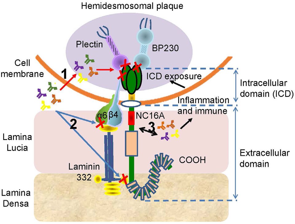 Potential mechanisms of the anti-BP180 autoantibodies targeting the ICD or the ectodomain outside the NC16A